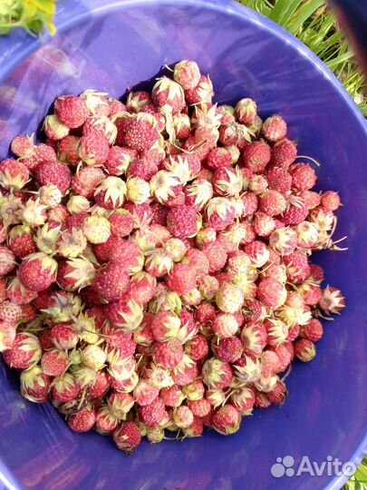 Клубника Полева предзаказ