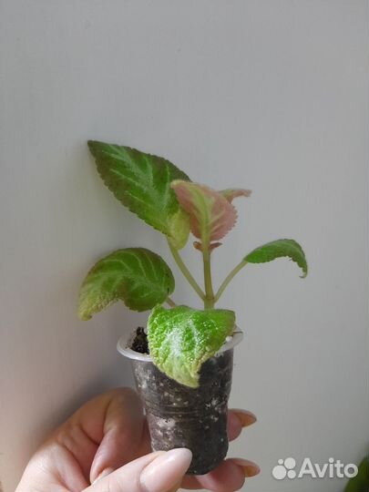 Эписция акварельная