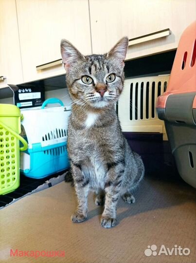 Кошка в дар