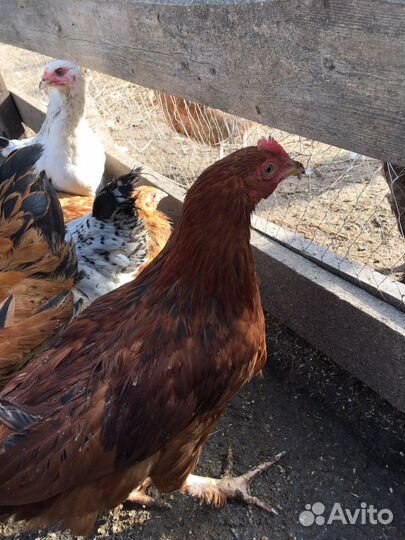 Молодки курочки и петушки