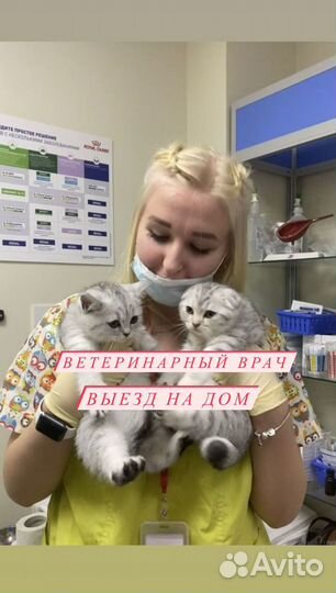 Стерилизация кошек, кастрация кота. Выезд