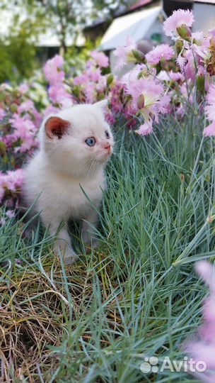 Британская кошка и кот