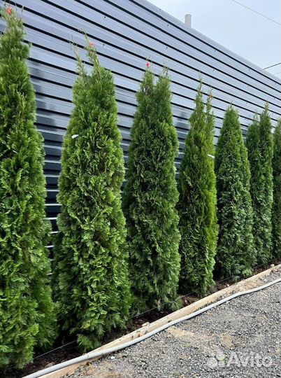 Туя Смарагд