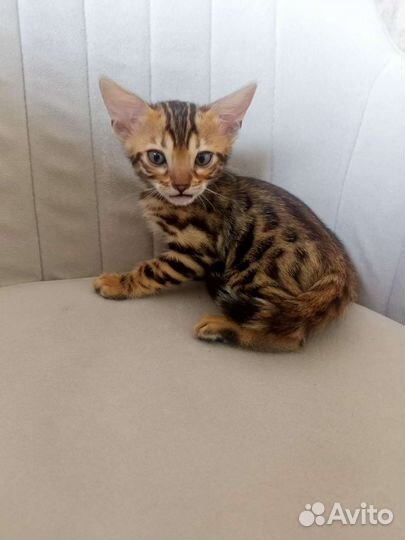 Бенгальские котята