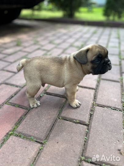 Французский бульдог щенки