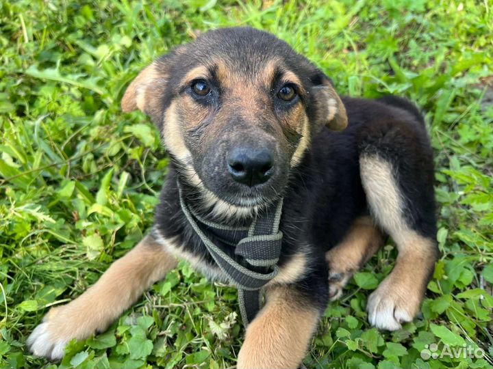 Ищут дом щенки(девочки)