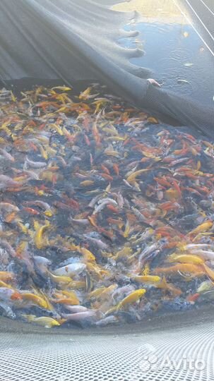Карпы кои,караси кометы,малек,подростки,производит