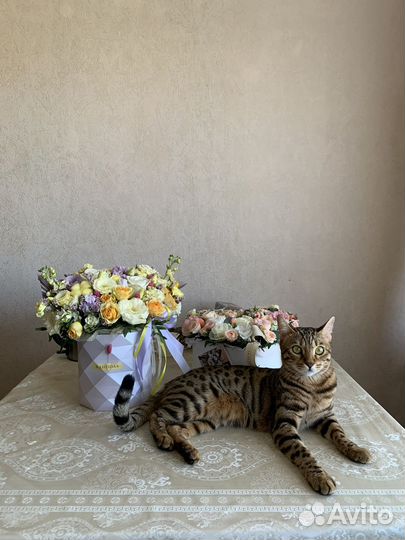 Бенгальская кошка