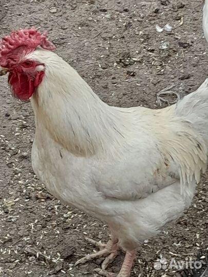 Молодые петухи и утки