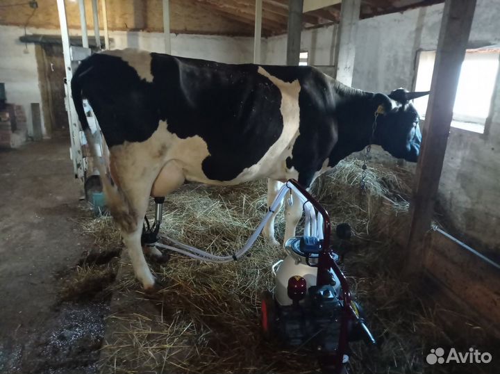 Молочная продукция