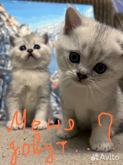 Шотландские котята