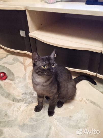 Кошечка ищет дом