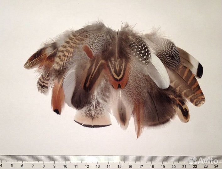 Перья птиц (в том числе наборы)