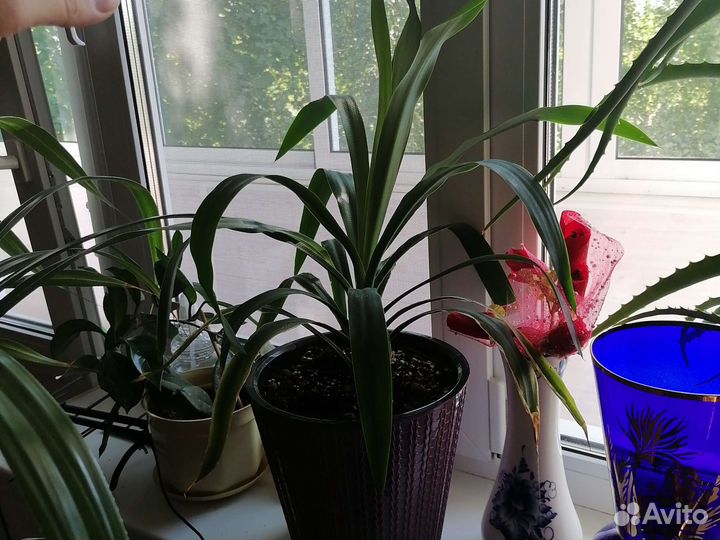 Пальма панданус