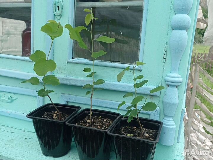 Ирга саженцы