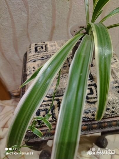 Хлорофитум двуполостный