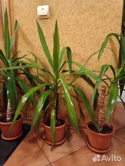 Пальма юкка