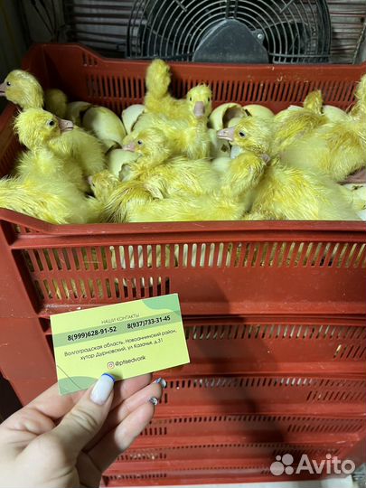 Утята, гусята