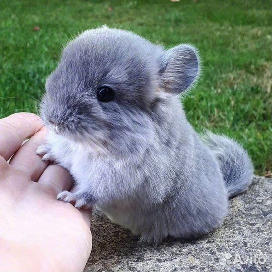 Шиншилла
