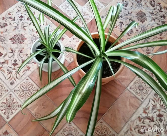 Комнатные цветы