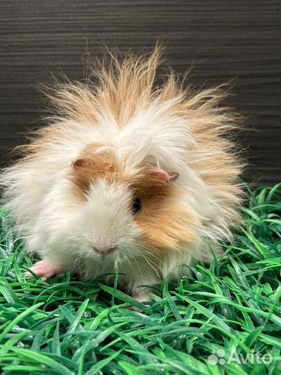 Морская свинка лункария