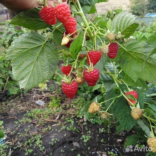 Саженцы ремонтантной малины