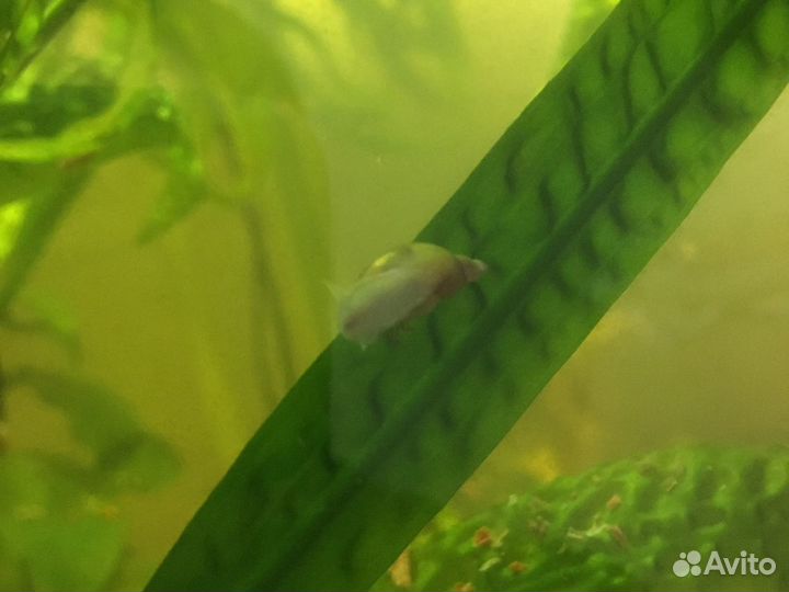 Улитки покемоны