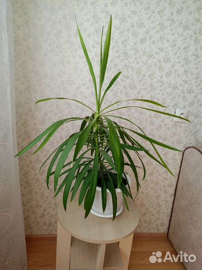 Юкка пальма с горшком