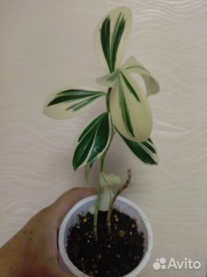 Костус вариегатный