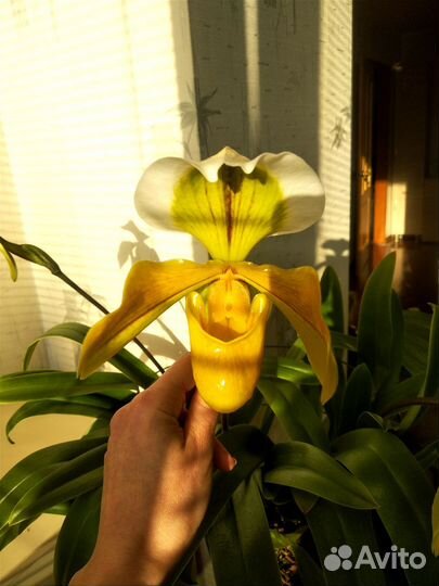 Орхидея paphiopedilum