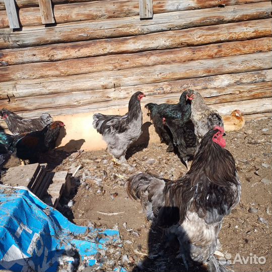 Петухи домашние