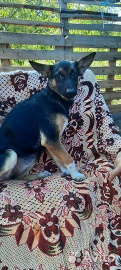 Собака в добрые руки