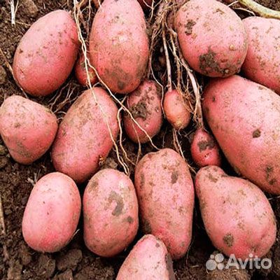Семенной картофель