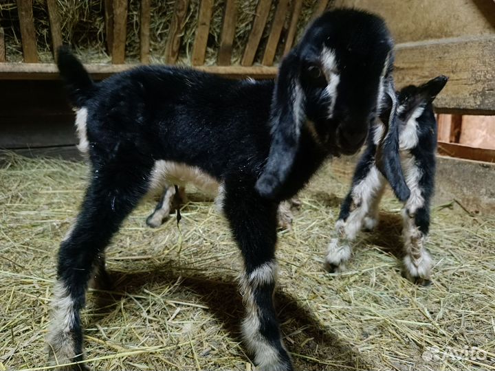 Козочки 50 шами