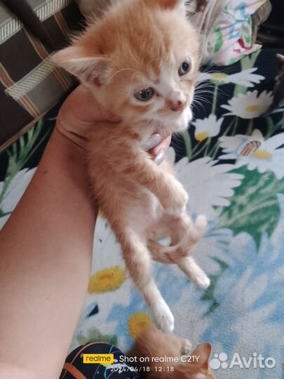 Котята в добрые руки