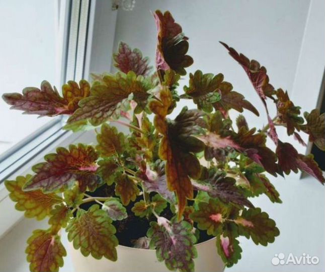 Колеус декоративная крапива