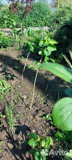 Молодые деревья сирени