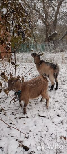 Комолый козлик на племя