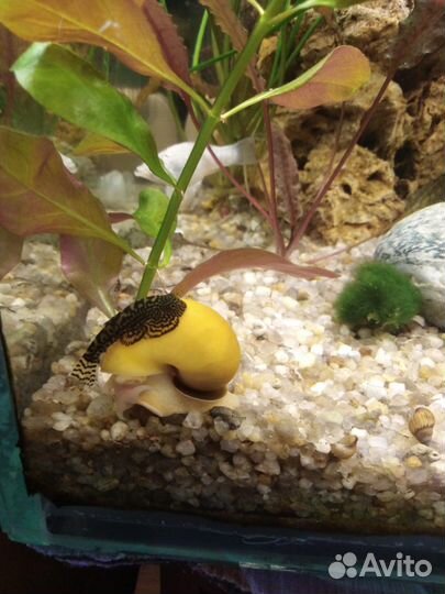 Продам разных коридорасов и севелию разлинованную