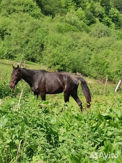 Лошадь мерин, жеребец, жеребкчики