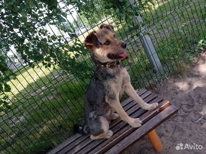 Шеба, 2 года, мелкого размера в квартиру