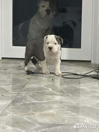 Щенок Амстаффа