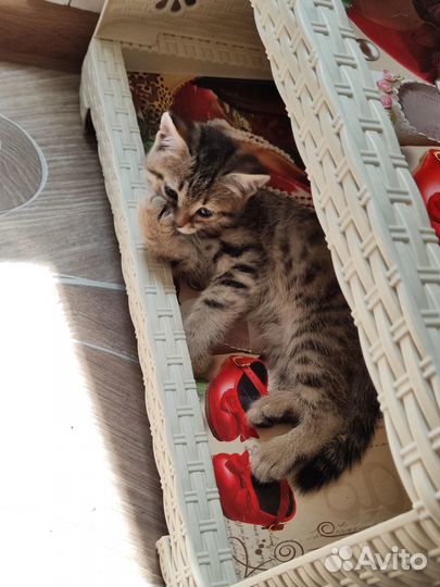 Котик в добрые руки
