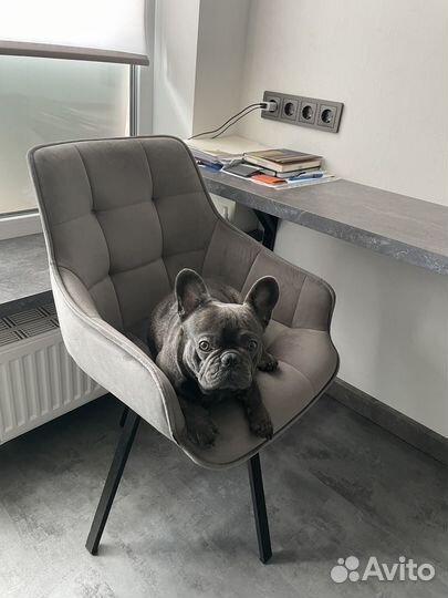 Французский бульдог вязка