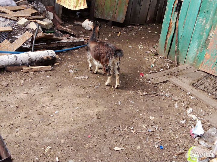Домашние животные