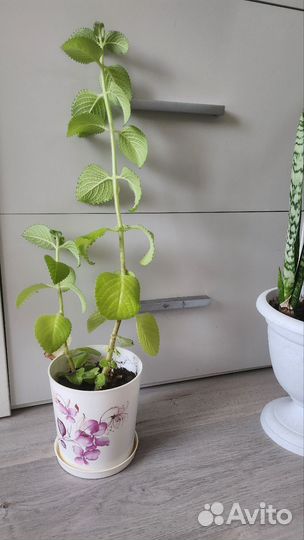 Комнатная мята