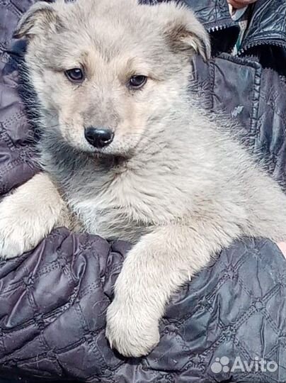 Щенок 2 мес мальчик