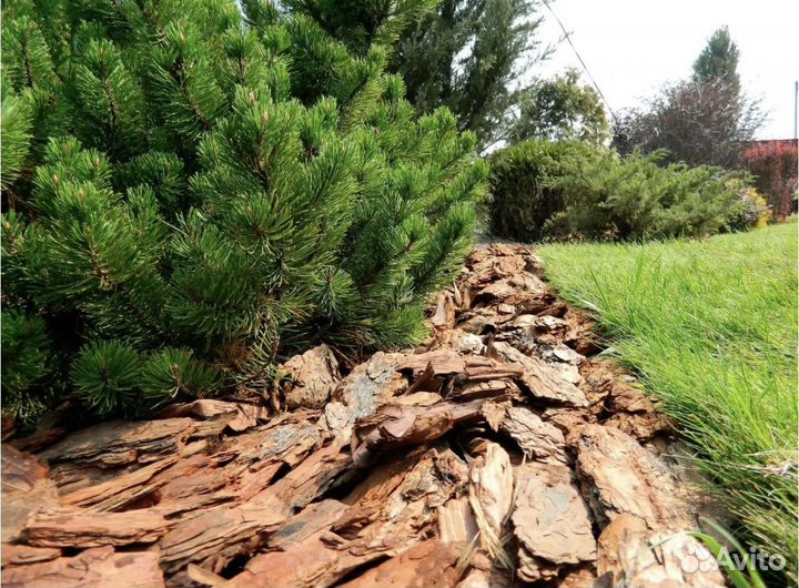 Мульча кора лиственницы