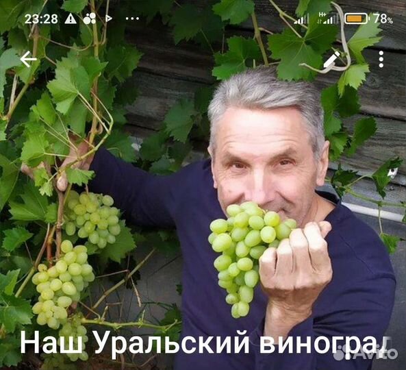 Саженцы винограда