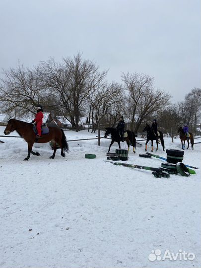 Катание и фотосессия на лошадях, обучение